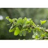 Pflanzen Für Dich Ginkgo biloba Troll Zwerg-Ginkgo 25–30 cm
