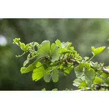 Pflanzen Für Dich Ginkgo biloba Troll Zwerg-Ginkgo 25–30 cm
