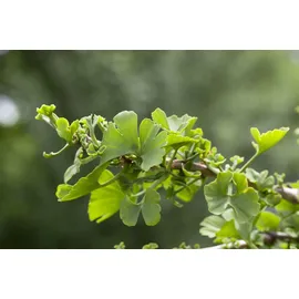 Pflanzen Für Dich Ginkgo biloba Troll Zwerg-Ginkgo 25–30 cm
