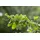 Pflanzen Für Dich Ginkgo biloba Troll Zwerg-Ginkgo 25–30 cm