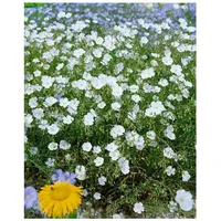 Pflanzen Für Dich Linum perenne 'Album', Staudenlein, weiß, ca.