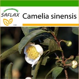 Saflax - Echter Teestrauch - 6 Samen - Mit Substrat - Camelia sinensis