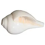 Vishaka Arts Shankh Muschelschale, 21,6 cm, Wei