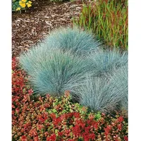 Pflanzen Für Dich Festuca glauca Elijah Blue' Blauschwingel Ca. 9x9 cm Topf