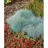 Pflanzen Für Dich Festuca glauca Elijah Blue' Blauschwingel Ca. 9x9 cm Topf