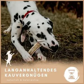 Supravit Gespaltenes Hirschgeweih S