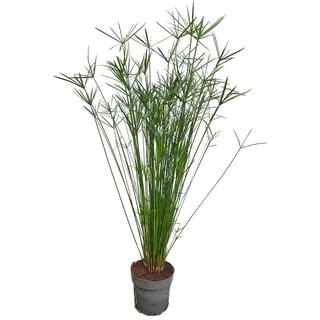 meinvipshop Papyrusgras Zimmerpflanze XXL 55 cm hoch Palme ECHTE Pflanze