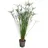 meinvipshop Papyrusgras Zimmerpflanze XXL 55 cm hoch Palme ECHTE Pflanze