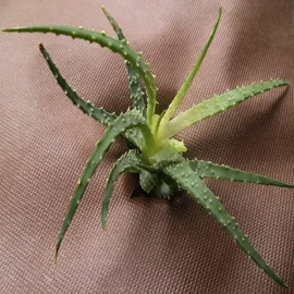 Aquagart Gartenvlies Unkrautvlies 18m2 80g 1,8m breit braun