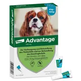 Elanco Advantage 100 für Hunde 4 x 1 ml
