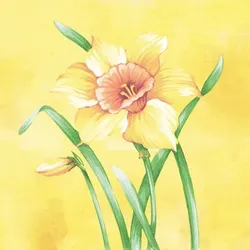 Mank Serviette aus Airlaid - Elvira, 40 x 40 cm, 50 Stück - Floral Osterglocken Narzissen