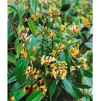 Pflanzen Für Dich Lonicera henryi Copper Beauty', Geißblatt, immergrün,