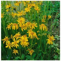 Pflanzen Für Dich Arnica chamissonis, Berg-Wohlverleih, gelb, ca. 9x9