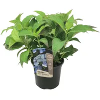 Plant in a Box - Hydrangea serrata 'Summerglow' Höhe
