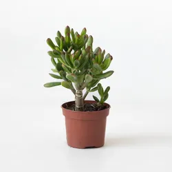 Plant in a Box - Pfennigbaum - Crassula ovata 'Gollum' - Höhe 15-25 cm - Topf 12 cm