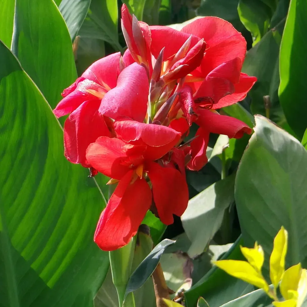 Kanna, Perlenkrautmischung, Blumensamen für den Garten, große Erträge