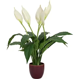 Europalms Einblatt, Kunstpflanze, 60cm