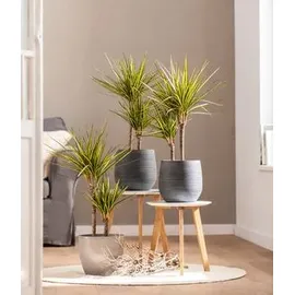 Dehner Keramik-Übertopf Klara, bauchig, dunkelgrau