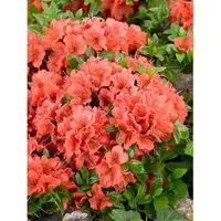Pflanzen Für Dich Rhododendron obt. 'Geisha Orange', orange Blüten,
