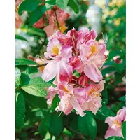 Pflanzen Für Dich Rhododendron luteum 'Cecile', gelb, 50–60 cm