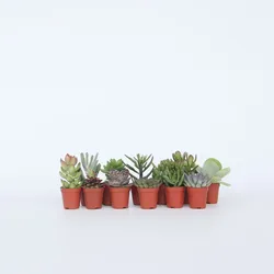 Plant in a Box - Mini-Sukkulenten - 12 Stk - Succulent Mix - Höhe 5-10cm - Topf 6cm