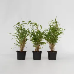 Plant in a Box - Bambus - 3 Stk - Fargesia rufa - Höhe 25-40cm - Topf 13cm