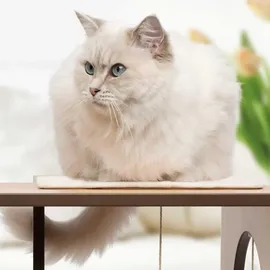 VESPER V-Box large 50 x 40 x 78 cm walnuss