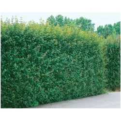 Acer campestre, Feldahorn, 100–125 cm, robust und pflegeleicht
