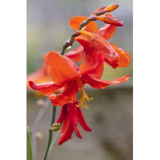 Pflanzen Für Dich Crocosmia X Crocosmiiflora Babylon Montbretie Ca. 11x11 cm Topf