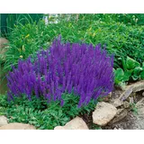 PlantaPro Salvia nemorosa 'Blaukönigin' 9x9 cm Topf – Winterhart, Mehrjährig, Pflegeleicht – Steppensalbei – Beetstaude für Garten & Rabatte