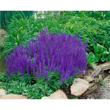 PlantaPro Salvia nemorosa 'Blaukönigin' 9x9 cm Topf – Winterhart, Mehrjährig, Pflegeleicht – Steppensalbei – Beetstaude für Garten & Rabatte