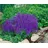 PlantaPro Salvia nemorosa 'Blaukönigin' 9x9 cm Topf – Winterhart, Mehrjährig, Pflegeleicht – Steppensalbei – Beetstaude für Garten & Rabatte
