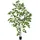 Europalms Birkenbaum, 180cm