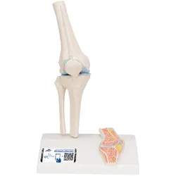 Mini Anatomie Modell Kniegelenk, mit Querschnitt - 3B Smart Anatomy