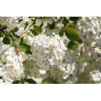Pflanzen Für Dich Spiraea betulifolia Birkenblättrige Spiere, weiß, 20–30