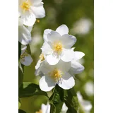 Pflanzen Für Dich Philadelphus Belle Etoile 60–80 cm