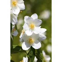 Pflanzen Für Dich Philadelphus Belle Etoile 60–80 cm