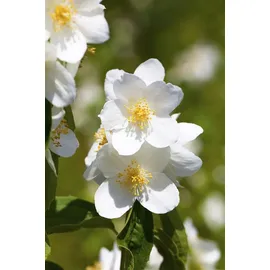 Pflanzen Für Dich Philadelphus Belle Etoile 60–80 cm