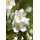 Pflanzen Für Dich Philadelphus Belle Etoile 60–80 cm