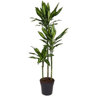 Plant in a Box - Dracaena fragrans Cintho - Topf 24cm - Höhe 140-150cm