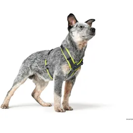 Hunter Maldon Hundegeschirr Limette/Grau L