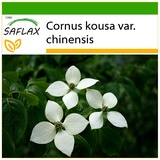 Saflax - Asiatischer Blüten - Hartriegel - Mit keimfreiem Anzuchtsubstrat - Cornus kousa