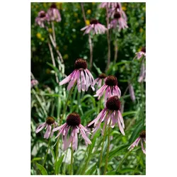 Echinacea pallida, blassrosa, ca. 9x9 cm Topf