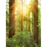 KOMAR Fototapete Redwood 200 x 260 cm