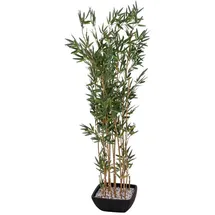 Europalms Zierbambus in Dekoschale, 150cm