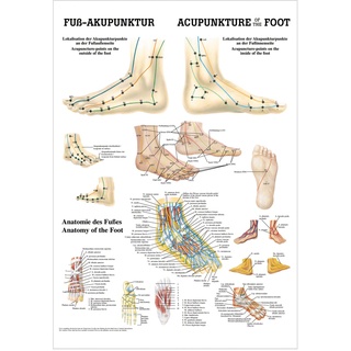 Fuß-Akupunktur Mini-Poster Anatomie 34x24 cm medizinische Lehrmittel, Nicht Laminiert