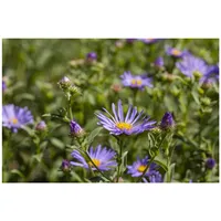 Pflanzen Für Dich Aster amellus Sternkugel Berg-Aster, ca. 9x9