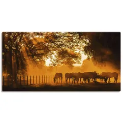 Wandbild ARTLAND "Goldenes Licht auf der Pferdewiese", orange (farbe bild(er): orange), B:100cm H:50cm, Canvas, Leinwand, Bilder, als Leinwandbild in verschied. Größen