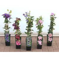 Pflanzen Für Dich Clematis Hybride 'Blekitny Aniol' 2L Eck