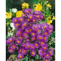Pflanzen Für Dich Aster novae-angliae 'Violetta' p 0,5